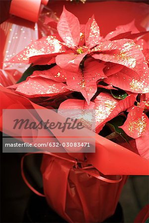 Poinsettia decorated with glitter
