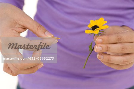Picking petals from flower