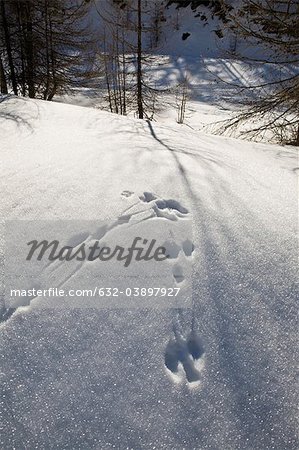 Snowshoe prints in wintry landscape
