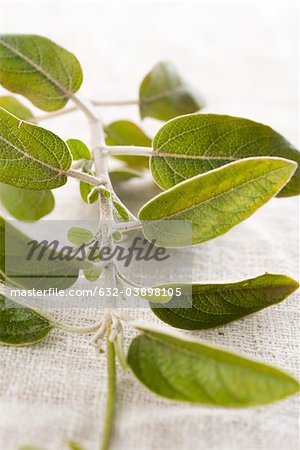 Oregano, close-up