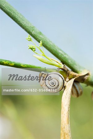 Snails on plant