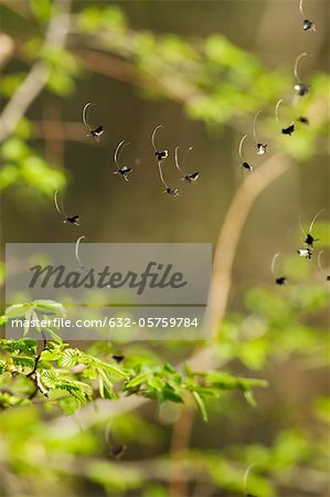 Green Longhorn moths (Adela reaumurella) in mid-flight