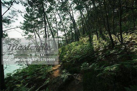 Wooded hillside, Crozon Peninsula, Finistère, Brittany, France