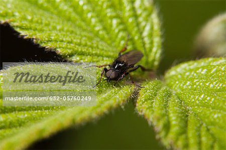 St. Mark's fly (Bibio marci) resting on plant