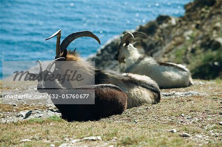 Goats resting at water's edge, Belle-Ile-en-Mer, Morbihan, Brittany, France