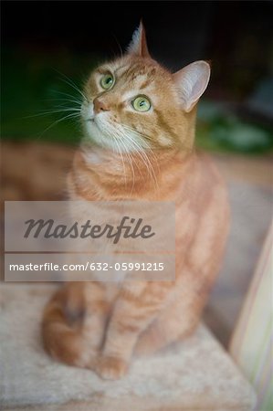 Seated cat, portrait