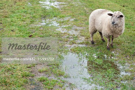 Sheep in field