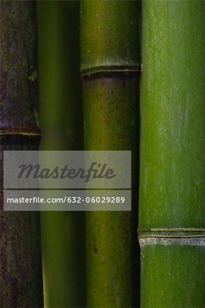 Bamboo, close-up