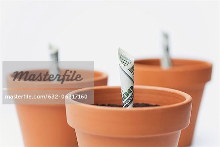 One-hundred dollar bills planted in flower pots
