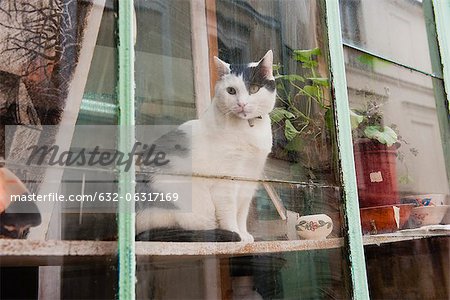 Cat looking through window