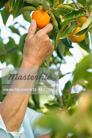 Senior woman picking persimmon from tree