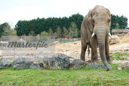 Elephant in zoo