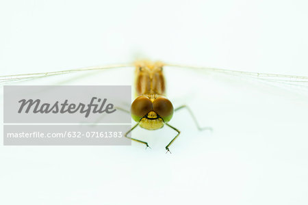 Dragonfly, close-up