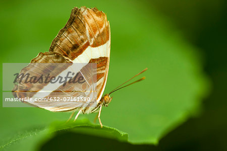 Band-celled sister butterfly (Adelpha fessonia)