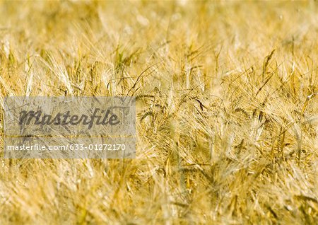 Husks of wheat