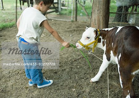 Boy holding out vegetation for calf