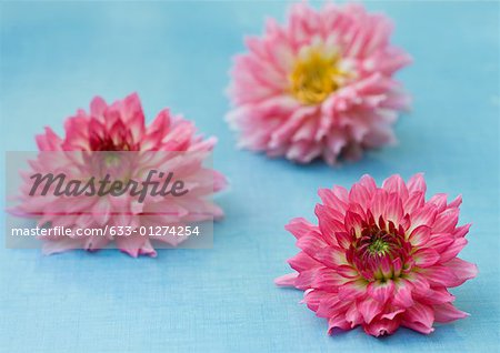 Three dahlia flowers