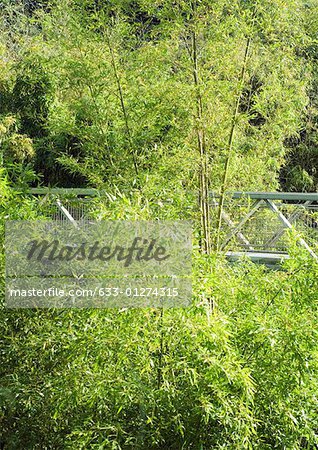 Bridge through trees