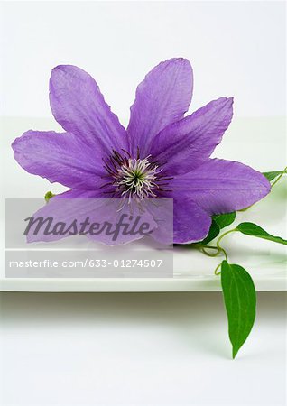 Clematis blossom on dish