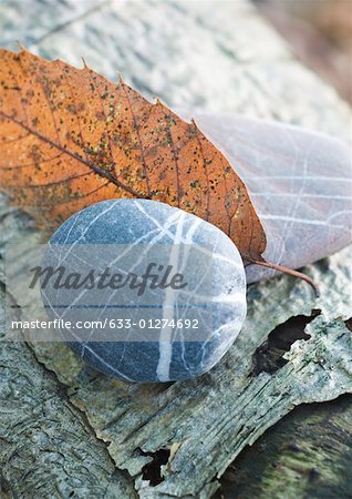 Pebble, leaf and bark