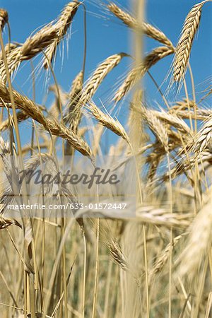 Field of wheat, close-up