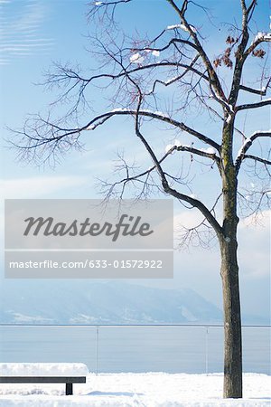 Snow-covered bench and tree overlooking lake, Switzerland