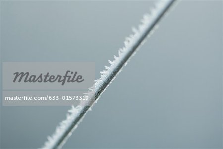 Frost covered blade of grass