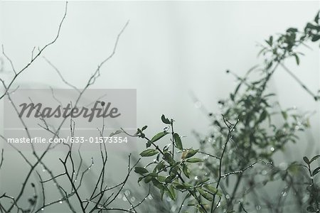 Vegetation in mist