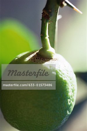 Lime growing on tree, extreme close-up
