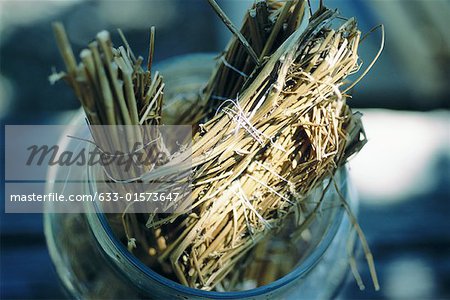 Dried fennel stalk