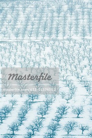 Orchards in snow, full frame Orchards in snow, full frame