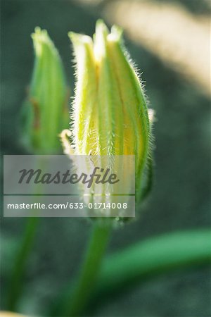 Zucchini blossoms