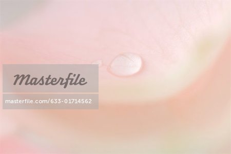 Drop on pink petal, extreme close-up