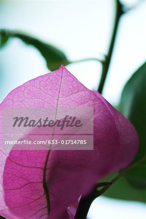 Bougainvillea flowers, close-up