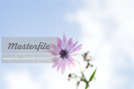 Flower, sky in background