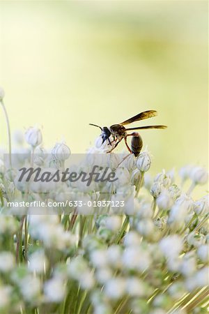 Wasp on allium flower, close-up