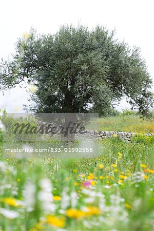 Olive tree in flowery meadow