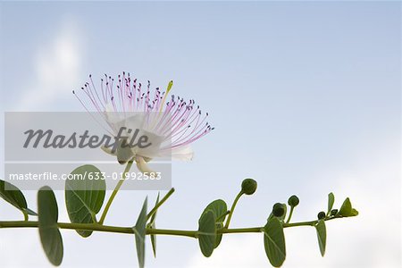 EucalyZSus branch in flower