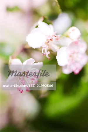 Hawthorn flowers, close-up