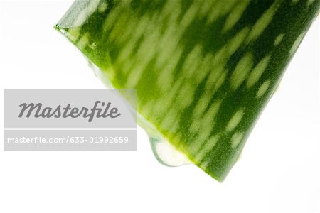 Slice of aloe vera dripping, extreme close-up