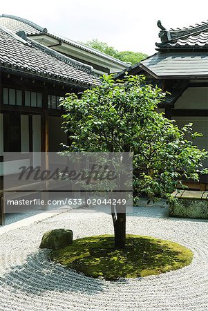 Tree in Japanese rock garden, temple in background