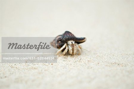 Hermit crab, close-up
