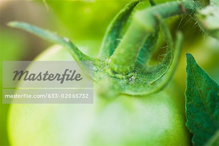Green tomato on vine, close-up