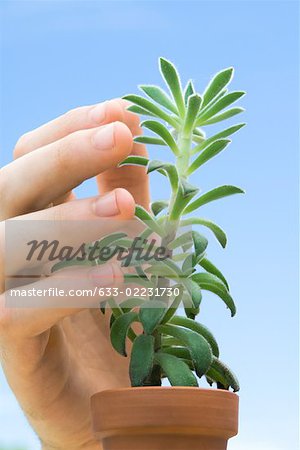 Hand touching succulent plant, close-up