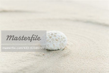 Piece of coral on sand, still life