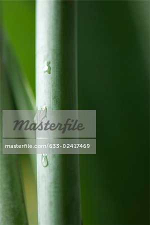 Water droplets on plant stem, close-up