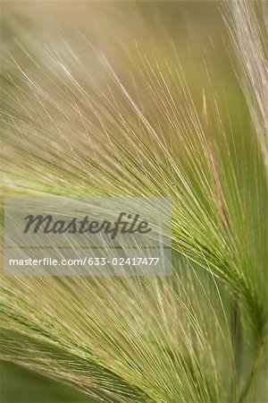 Barley husks, extreme close-up