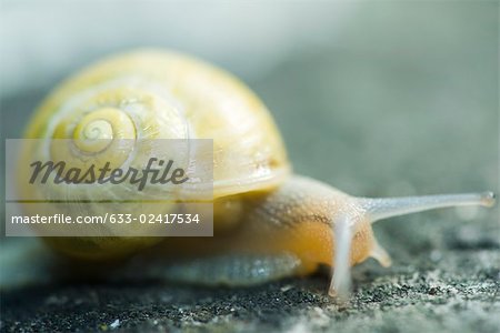 White-lipped snail (cepaea hortensis)