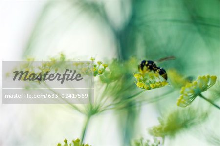 Hoverfly gathering pollen from yellow flowers