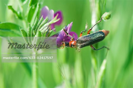 Soldier beetle (cantharidae) dusted with pollen crawling on purple flower, aphid hiding on leaf